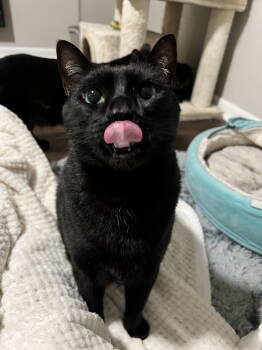 Rescue Domestic Short Hair Cats for Adoption in Nashville, Tennessee - Jake | PetCurious