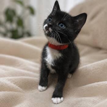Domestic Short Hair Cats Available for Adoption in Inman, South Carolina - Poppy | PetCurious