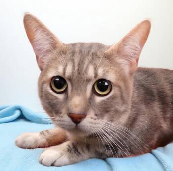 ROMEO -  Domestic Short Hair Cat for Adoption in Pasadena, California - ROMEO | PetCurious