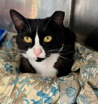 Freida -  Domestic Short Hair Cat for Adoption in Windsor, Connecticut - Freida | PetCurious