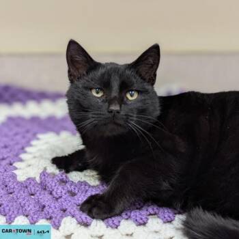 Domestic Short Hair Cats Available for Adoption - Ambrose Spellman | PetCurious