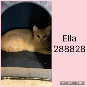 ELLA -  Domestic Short Hair Cat for Adoption in Macon, Georgia - ELLA | PetCurious