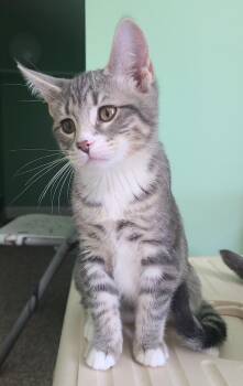 Rescue Domestic Short Hair Cats for Adoption in Portland, Indiana - Titus | PetCurious