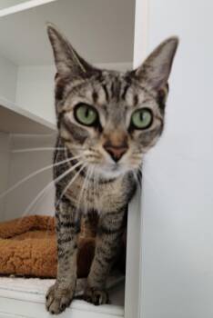 Paradise Point -  Domestic Short Hair Cat Available for Adoption in INDN HBR BCH, Florida - Paradise Point | PetCurious