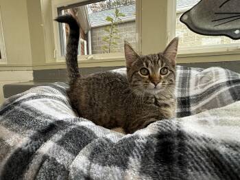 Rescue Domestic Short Hair Cats for Adoption in Latrobe, Pennsylvania - Cheetara | PetCurious