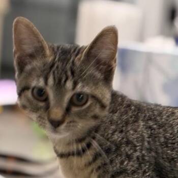 Paper -  Domestic Short Hair Cat for Adoption in Shelbyville, Indiana - Paper | PetCurious