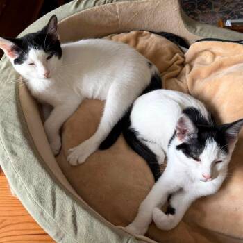 Checkers -  Domestic Short Hair Cat for Adoption in Woodinville, Washington - Checkers | PetCurious