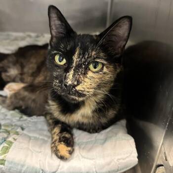Chantrelle -  Domestic Short Hair Cat for Adoption in Chattanooga, Tennessee - Chantrelle | PetCurious