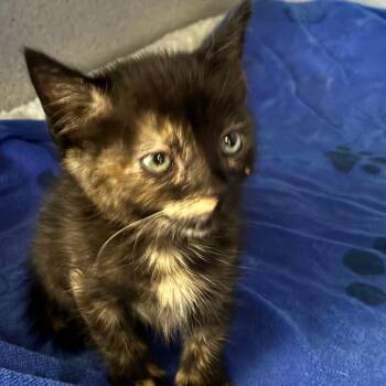 Domestic Short Hair Cats Available for Adoption in Goleta, California - Gigi | PetCurious