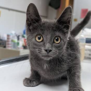 Flint -  Domestic Short Hair Cat for Adoption in Canton, Illinois - Flint | PetCurious