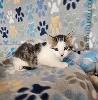 Eminem -  Domestic Short Hair Cat for Adoption in Wabash, Indiana - Eminem | PetCurious