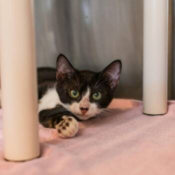 Fredrick -  Domestic Short Hair Cat for Adoption in Los Angeles, California - Fredrick | PetCurious