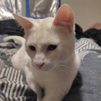 Dot -  Domestic Short Hair Cat for Adoption in Layton, Utah - Dot | PetCurious