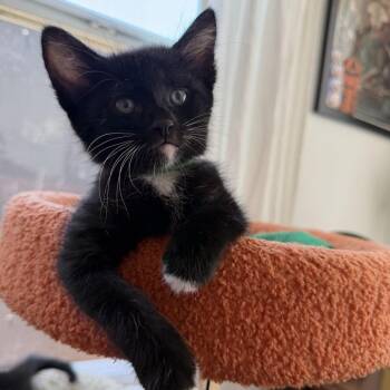 Pickle -  Domestic Medium Hair Cat for Adoption in Los Angeles, California - Pickle | PetCurious