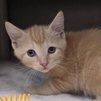 Jasper -  Domestic Short Hair Cat for Adoption in Fort Wayne, Indiana - Jasper | PetCurious