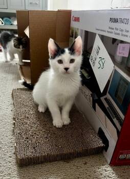 Domestic Short Hair Cats Available for Adoption - Trouble | PetCurious