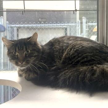 Elvira -  Domestic Short Hair Cat for Adoption in Binghamton, New York - Elvira | PetCurious