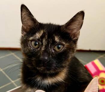 Tortoiseshell Cats Available for Adoption - Devi | PetCurious