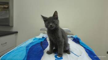 Raider -  Domestic Short Hair Cat for Adoption in Lancaster, California - Raider | PetCurious