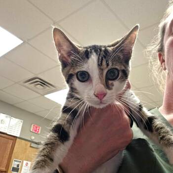 M. K. - 071609U -  Domestic Short Hair Cat for Adoption in Tupelo, Mississippi - M. K. - 071609U | PetCurious