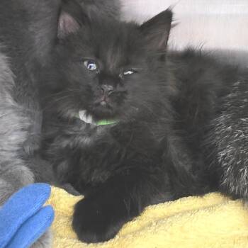 Paris -  Domestic Medium Hair Cat for Adoption in Fort Wayne, Indiana - Paris | PetCurious