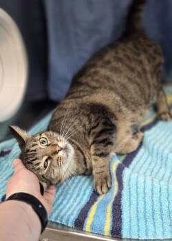 Monica -  Domestic Short Hair Cat for Adoption in Westland, Michigan - Monica | PetCurious