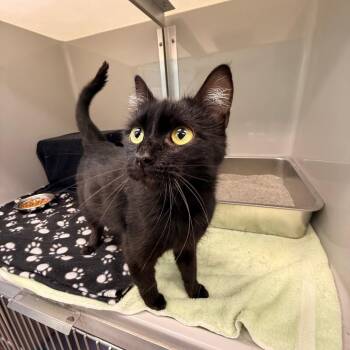 Yuki -  Domestic Medium Hair Cat for Adoption in Saint Charles, Missouri - Yuki | PetCurious