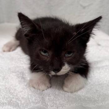 Share Bear -  Domestic Short Hair Cat for Adoption in Hawthorne, California - Share Bear | PetCurious