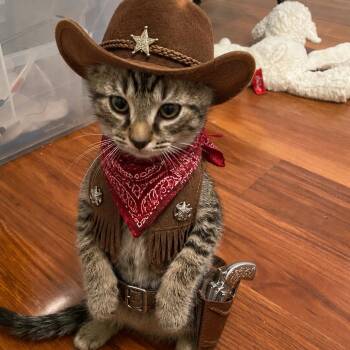 Cactus Jim -  Domestic Short Hair Cat for Adoption in Bel Air, Maryland - Cactus Jim | PetCurious