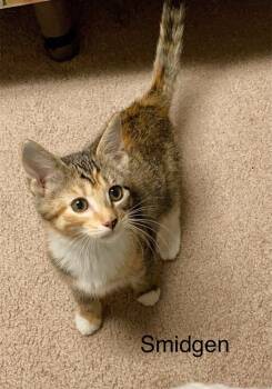 Rescue Domestic Short Hair Cats for Adoption in Louisa, Virginia - Smidge | PetCurious