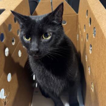 Domestic Short Hair Cats Available for Adoption in Tampa, Florida - Colby | PetCurious