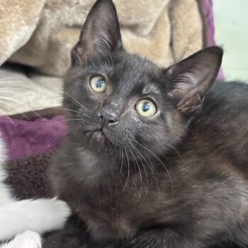 Black Magic -  Domestic Short Hair Cat for Adoption in League City, Texas - Black Magic | PetCurious