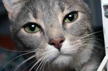 Holly -  Domestic Short Hair Cat for Adoption in Vancouver, Washington - Holly | PetCurious