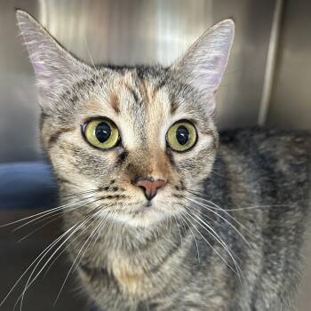ReeRee -  Domestic Short Hair Cat for Adoption in Eureka Springs, Arkansas - ReeRee | PetCurious