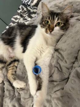 Rescue Domestic Short Hair Cats for Adoption in Los Angeles, California - Virginia | PetCurious