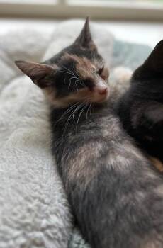 Sydney -  Domestic Short Hair Cat for Adoption in Reynoldsburg, Ohio - Sydney | PetCurious