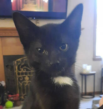 Rescue Domestic Short Hair Cats for Adoption in Albany, Wisconsin - Lucky Bob | PetCurious