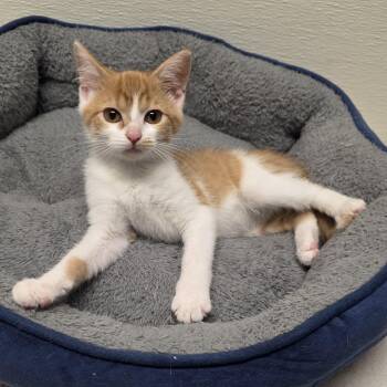 Deborah -  Tabby and Domestic Short Hair Cat for Adoption in Greensboro, North Carolina - Deborah | PetCurious