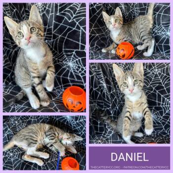 Daniel -  Domestic Short Hair Cat for Adoption in Corpus Christi, Texas - Daniel | PetCurious