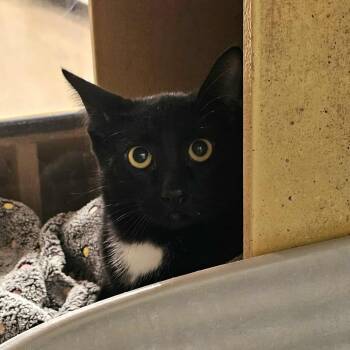 Rescue Domestic Short Hair Cats for Adoption in Fort Worth, Texas - Panther | PetCurious