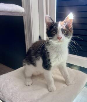 BEE -  Domestic Short Hair Cat for Adoption in Hagerstown, Maryland - BEE | PetCurious