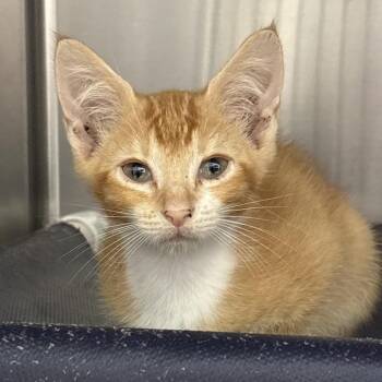 Hot Tamales -  Domestic Short Hair Cat for Adoption in West Palm Beach, Florida - Hot Tamales | PetCurious