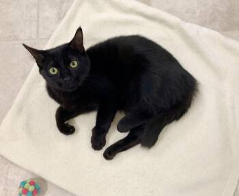 Domestic Short Hair Cats Available for Adoption - Willow | PetCurious