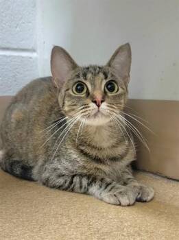 Domestic Short Hair Cats Available for Adoption in St. Peters, Missouri - CATAMARI | PetCurious