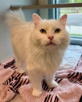 Domestic Medium Hair Cats Available for Adoption in Leesburg, Virginia - WARM CRAB TOASTIE | PetCurious