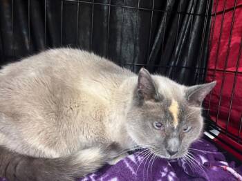 Sabrina -  Siamese Cat for Adoption in Grand Rapids, Michigan - Sabrina | PetCurious