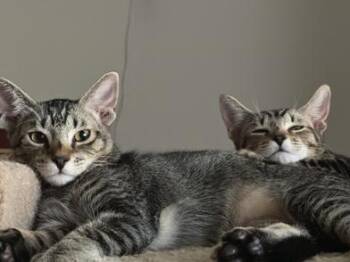 Rescue Tabby and Domestic Short Hair Cats for Adoption in Liverpool, Texas - Frankie | PetCurious