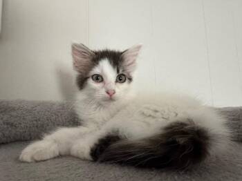 Nani -  Domestic Long Hair Cat for Adoption in Johnson City, Tennessee - Nani | PetCurious