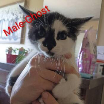 Domestic Short Hair Cats Available for Adoption in Madison, Wisconsin - Ghost | PetCurious