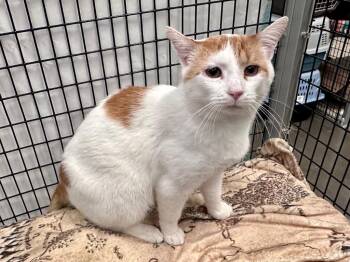 Chili Cheese Dog -  Domestic Short Hair Cat for Adoption in Raleigh, North Carolina - Chili Cheese Dog | PetCurious